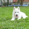 Siberian Husky male puppy photo 8