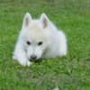 Siberian Husky male puppy photo 9