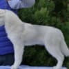 Siberian Husky male puppy photo 10