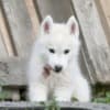 Siberian Husky male puppy photo 11