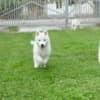 Siberian Husky male puppy photo 12