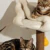 Bengal Kittens for sale photo 2