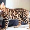 Bengal Kittens for sale photo 3