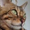 Bengal Kittens for sale photo 5