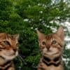 Bengal Kittens for sale photo 9
