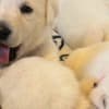 AKC Labrador Retriever Puppies photo 1