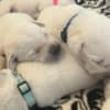 AKC Labrador Retriever Puppies photo 2