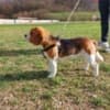 Beagle photo 1
