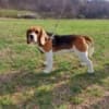Beagle photo 2