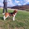Beagle photo 3