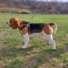 Beagle photo 5