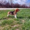 Beagle photo 6