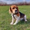 Beagle photo 7