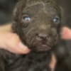 Poodle Puppies for Sale photo 1