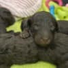 Poodle Puppies for Sale photo 2