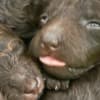 Poodle Puppies for Sale photo 3