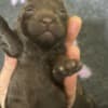 Poodle Puppies for Sale photo 4