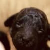Poodle Puppies for Sale photo 6