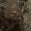 Poodle Puppies for Sale photo 7