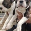 Boston terrier puppies photo 1