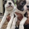 Boston terrier puppies photo 2