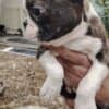 Boston terrier puppies photo 3