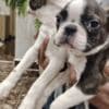 Boston terrier puppies photo 4