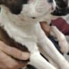 Boston terrier puppies photo 5