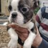 Boston terrier puppies photo 6