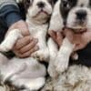 Boston terrier puppies photo 7