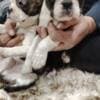 Boston terrier puppies photo 8