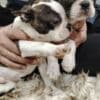 Boston terrier puppies photo 9