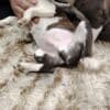 Boston terrier puppies photo 10