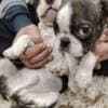 Boston terrier puppies photo 12