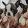 Boston terrier puppies photo 13