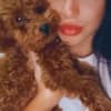 Red Toy Poodle puppies for sale photo 1