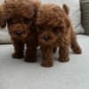 Red Toy Poodle puppies for sale photo 2