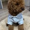Red Toy Poodle puppies for sale photo 3