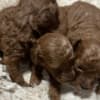 Red Toy Poodle puppies for sale photo 4