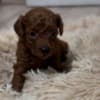 Red Toy Poodle puppies for sale photo 5