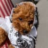Red Toy Poodle puppies for sale photo 6
