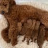 Red Toy Poodle puppies for sale photo 7