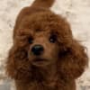 Red Toy Poodle puppies for sale photo 8