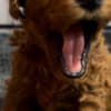 Red Toy Poodle puppies for sale photo 9