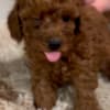 Red Toy Poodle puppies for sale photo 10