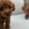 Red Toy Poodle puppies for sale photo 11