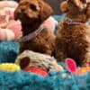 Toy Poodle puppies photo 1