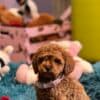 Toy Poodle puppies photo 2