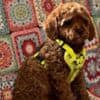 Toy Poodle puppies photo 3