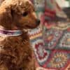 Toy Poodle puppies photo 4